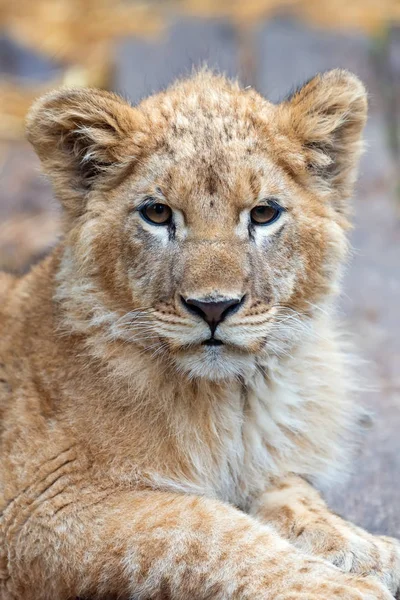 Lion cub in spring time — Stock Photo, Image