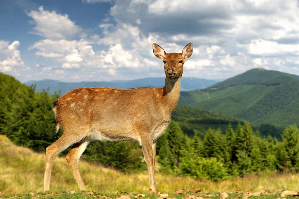 Ciervo sobre fondo de montaña — Foto de Stock