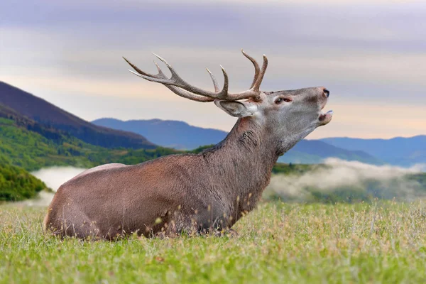 Deer on mountain background — Stock Photo, Image