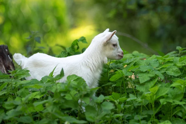 Chèvre blanche debout sur l'herbe verte — Photo