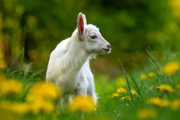 Bílé dítě koza stojící na zelené trávě — Stock fotografie