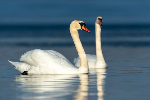 Cisne en el agua azul del lago en el día soleado — Foto de Stock