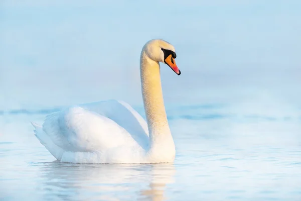 Cygne sur l'eau bleue du lac dans la journée ensoleillée — Photo