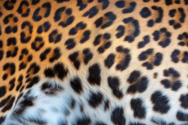 Textura de piel de leopardo para fondo — Foto de Stock