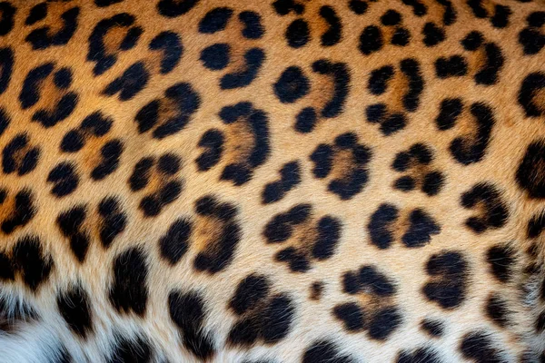 Textura de piel de leopardo para fondo —  Fotos de Stock