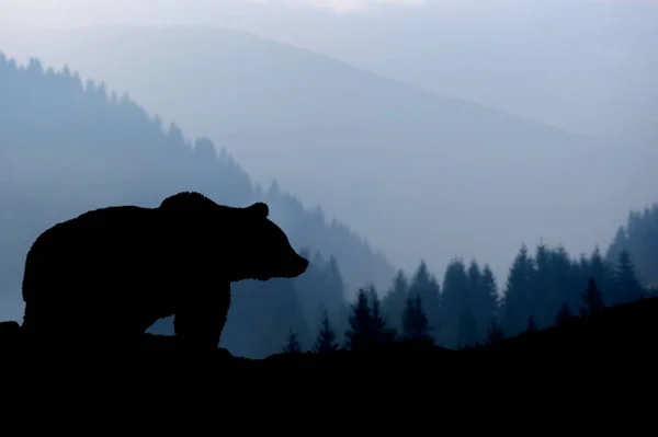 Bear silhouette on mountains background — Stock Photo, Image