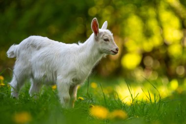 Beyaz bebek keçi ayakta yeşil çimenlerin üzerinde