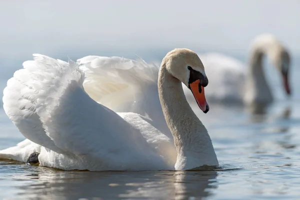 Cisne na água do lago azul no dia ensolarado — Fotografia de Stock