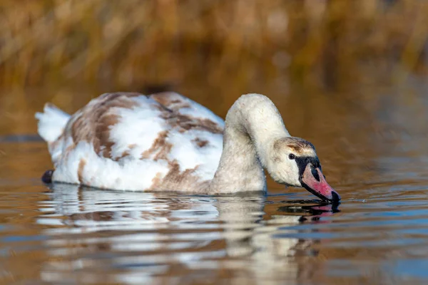 Cisne en el agua azul del lago en el día soleado —  Fotos de Stock