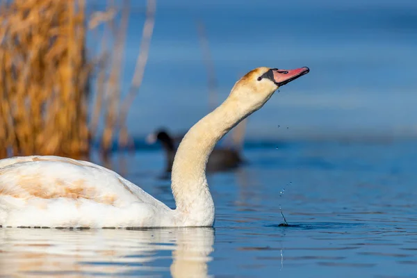 Cisne en el agua azul del lago en el día soleado —  Fotos de Stock