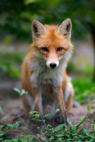 Dziki młody lis czerwony (vulpes vulpes) lisica zbierająca się w lesie — Zdjęcie stockowe