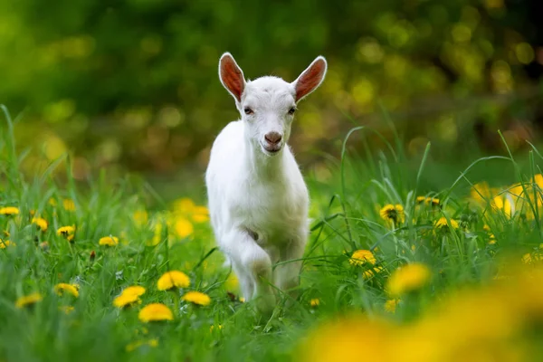 Cabra bebê branco em pé na grama verde — Fotografia de Stock