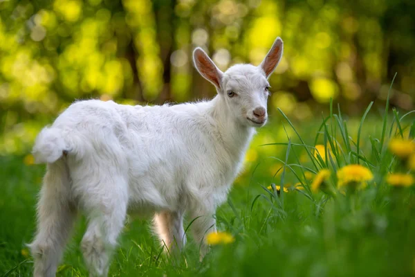 Capra bianca bambino in piedi su erba verde — Foto Stock