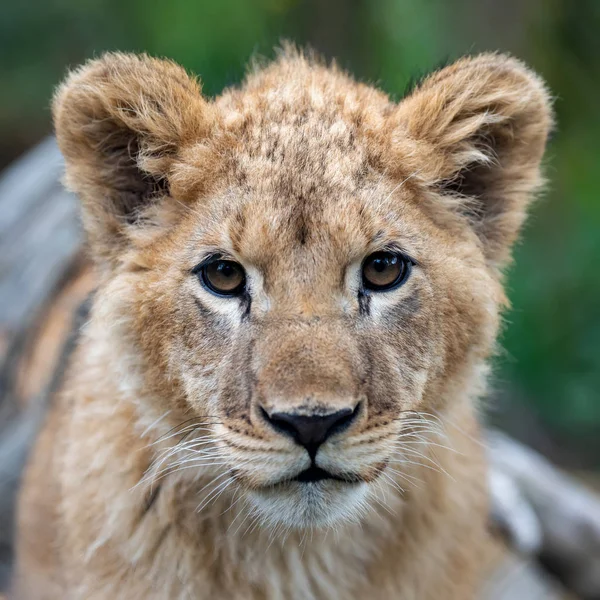 Cucciolo di leone in primavera — Foto Stock