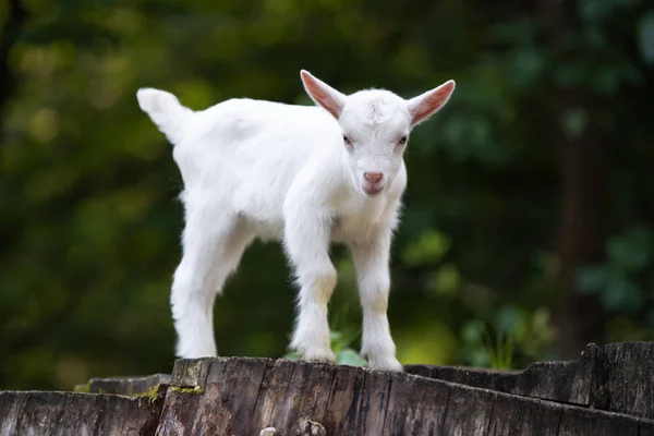 Bílé dítě koza stojící na zelené trávě — Stock fotografie