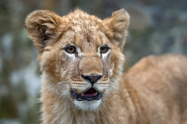 Filhote de leão na primavera — Fotografia de Stock