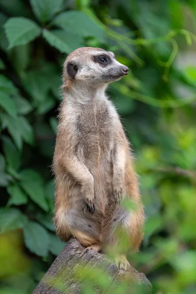 Meerkat ayakta görünümü — Stok fotoğraf