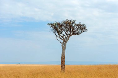 Kimse ile Afrika ağaç manzara