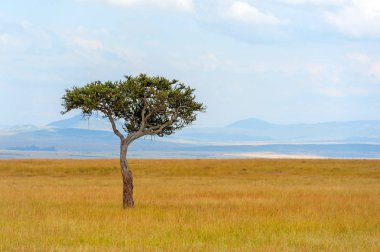 Kimse ile Afrika ağaç manzara