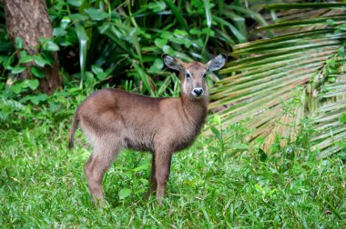 Waterbuck bebek Kenya Milli Parkı