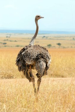 Afrika devekuşu (struthio camelus)
