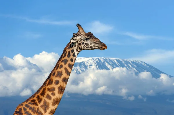 Жираф на Кіліманджаро гора в національному парку Кенії — стокове фото