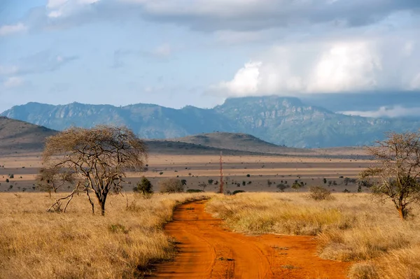 大草原景观在肯尼亚国家公园 — 图库照片