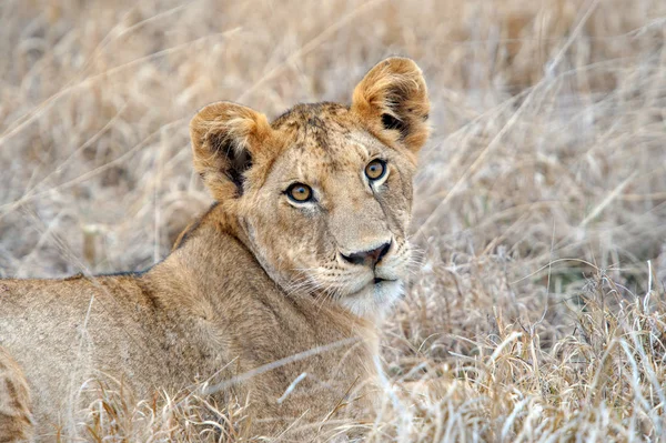 Lion dans le parc national du Kenya — Photo
