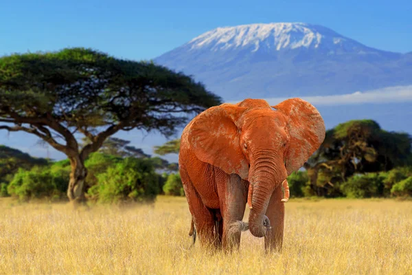 Słoń w Parku Narodowego Kenii — Zdjęcie stockowe
