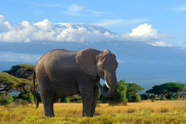 Elefante nel Parco Nazionale del Kenya — Foto Stock