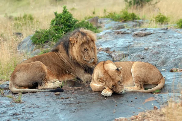 Lion in National park of Kenya — Stock Photo, Image