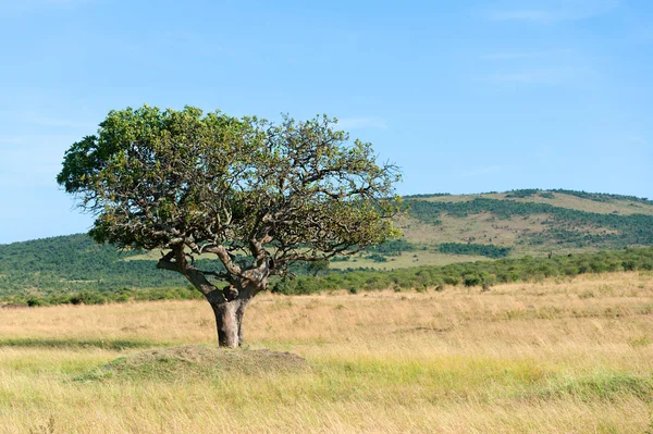 誰もアフリカの木のある風景します。 — ストック写真