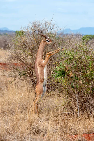 Gerenuk steht aufrecht, um Blätter zu erreichen — Stockfoto