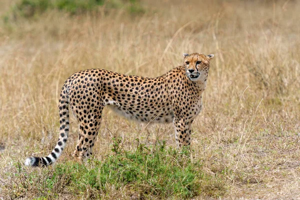 Afrikanischer Gepard — Stockfoto