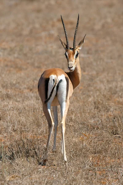 Thomson's gazelle on savanna — Stock Photo, Image