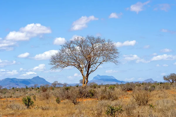 Paesaggio con nessuno albero in Africa — Foto Stock