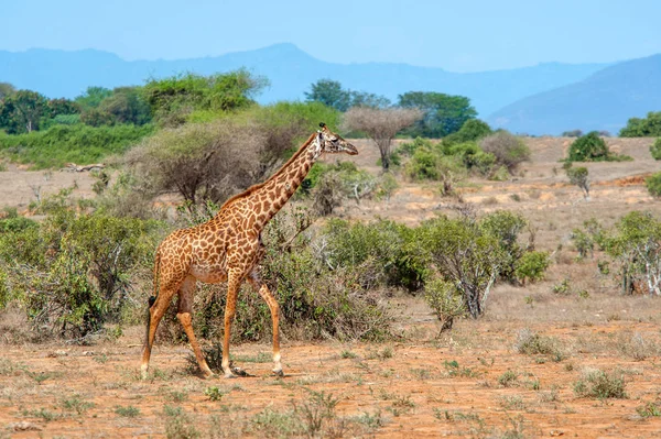 Giraffa nel Parco Nazionale del Kenya — Foto Stock