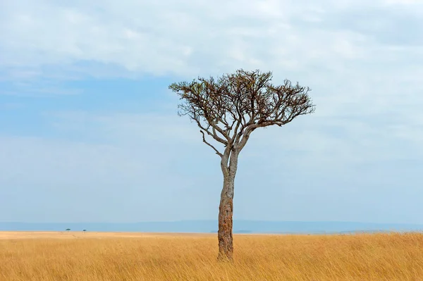 Paisagem com ninguém árvore na África — Fotografia de Stock