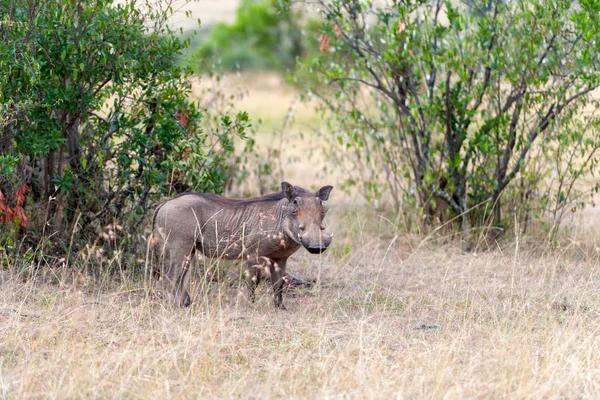 Warthog on the National Park, Kenya — Stock Photo, Image