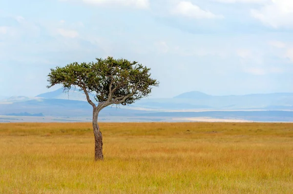 Paisaje sin árbol en África —  Fotos de Stock