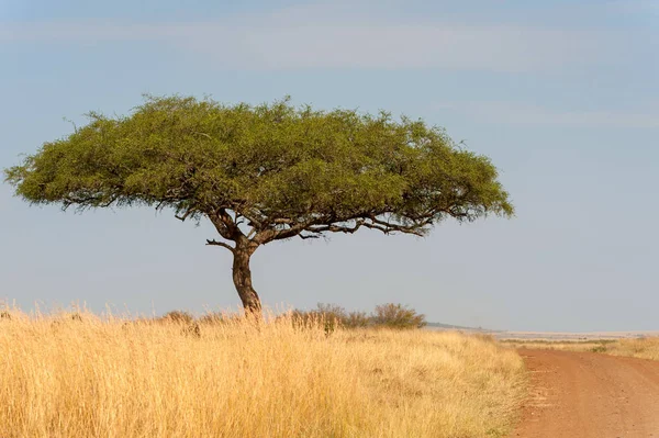 Kimse ile Afrika ağaç manzara — Stok fotoğraf