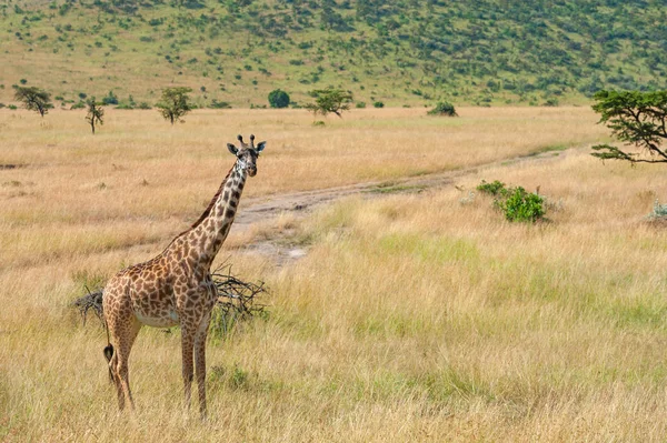 Giraffe in National park of Kenya — Stock Photo, Image