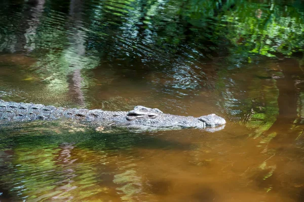 A nemzeti park Kenya, Afrikában a krokodil — Stock Fotó