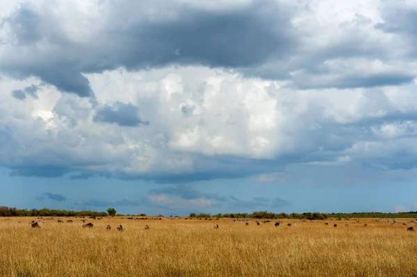 Savannah landscape in the National park of Kenya — Stock Photo, Image