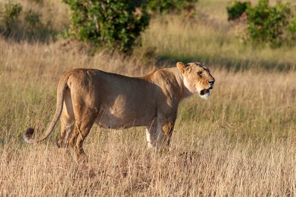 Lion in National park of Kenya — Stock Photo, Image