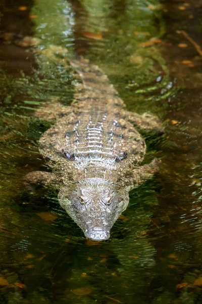 A nemzeti park Kenya, Afrikában a krokodil — Stock Fotó