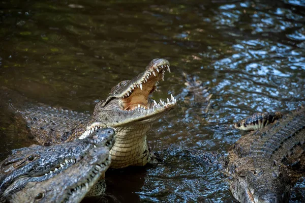 Krokodil in nationaal park van Kenia, Afrika — Stockfoto