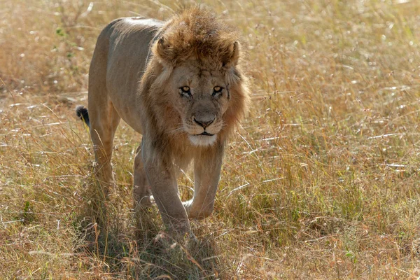 León macho en Parque Nacional de Kenia — Foto de Stock