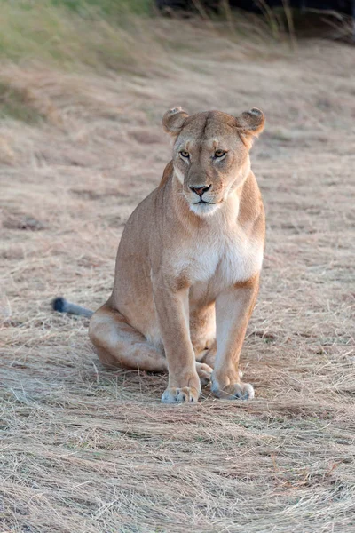 케냐의 국립공원에서 사자 — 스톡 사진