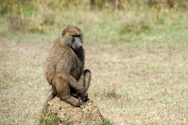 Babuíno no parque nacional do Quênia — Fotografia de Stock